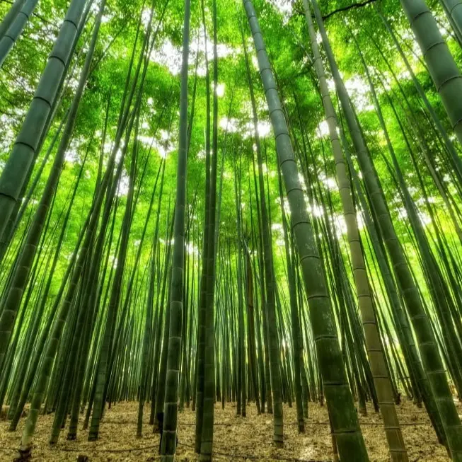 ACEITE DE BAMBU